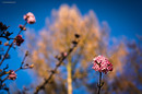 Fotos_Frühling