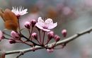 Fotos_Frühling