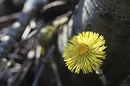 Fotos_Frühling