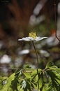 Fotos_Frühling