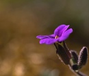 Fotos_Frühling