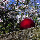 Frühlingsimpression an der Schloßmauer