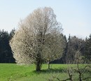 Baum im Frühlingskleid