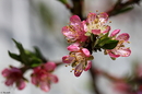 Pfirsichblüten