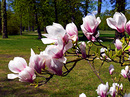 Magnolien
