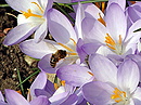 Krokus mit Biene