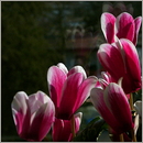 Morgensonne am Küchenfenster