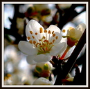 Frühling