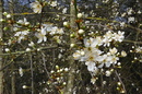 Fotos_Frühling