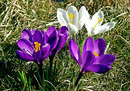 Krokus