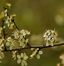 der Frühling erwacht