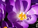 Krokus