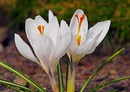 Krokus