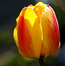 Licht & Schattenseiten einer Tulpe