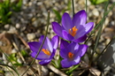 Frühlingswiese II