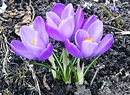 Krokus