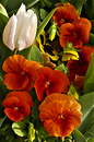 Fotos_Frühling