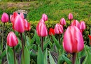 Tulpen