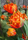 Tulpen