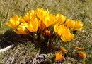 Krokus