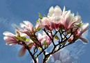 Magnolien