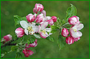 Apfelblüten