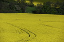 Rapsfeld Nähe Heiligenkreuz