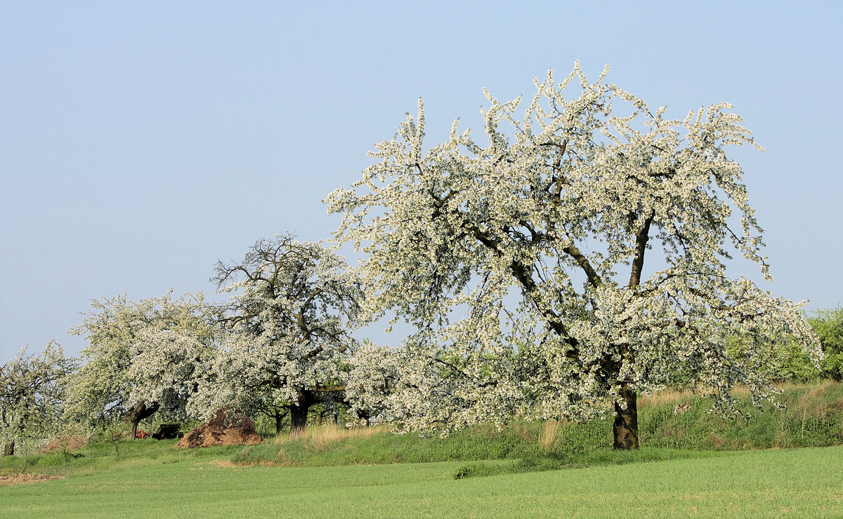 Frühling in Nieder-Olm