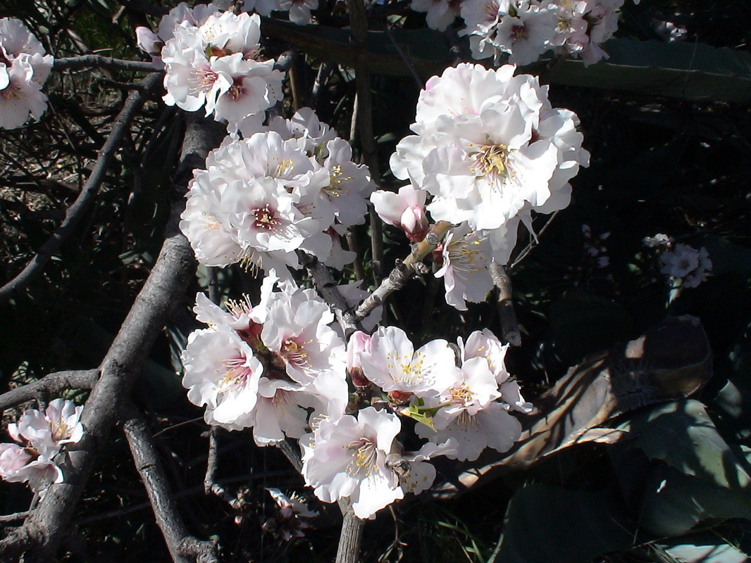 Mandelblüte auf den Kanaren