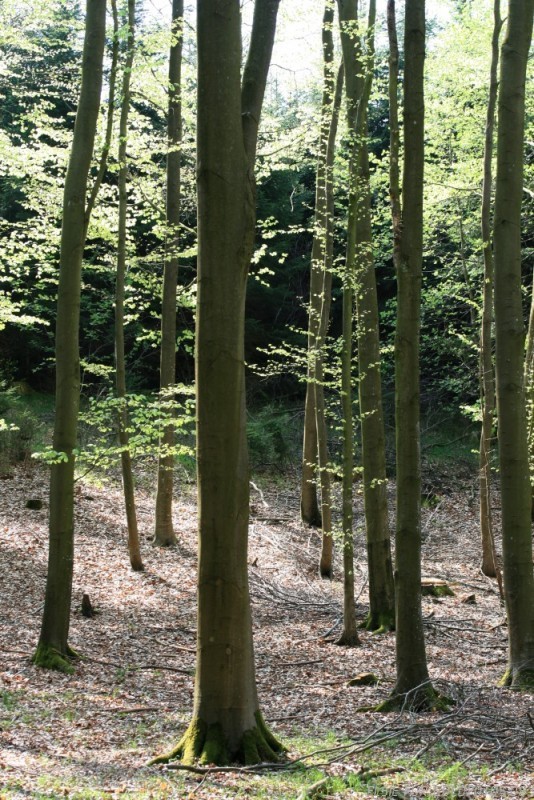 Frühlingswald