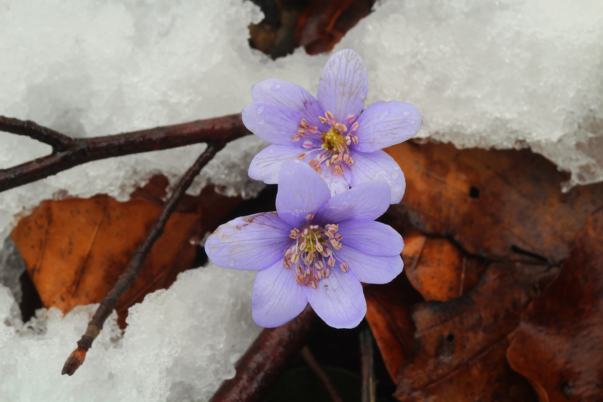 Und Ihn gibt es doch...den Frühling
