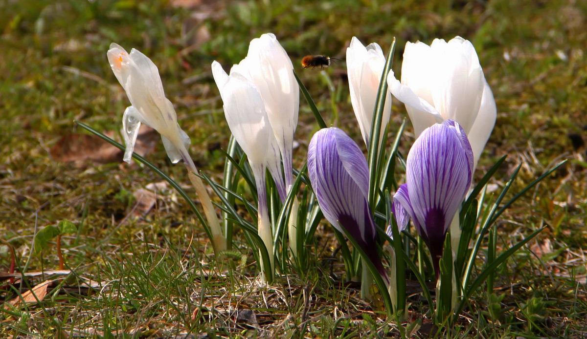 Ein Hauch von Frühling