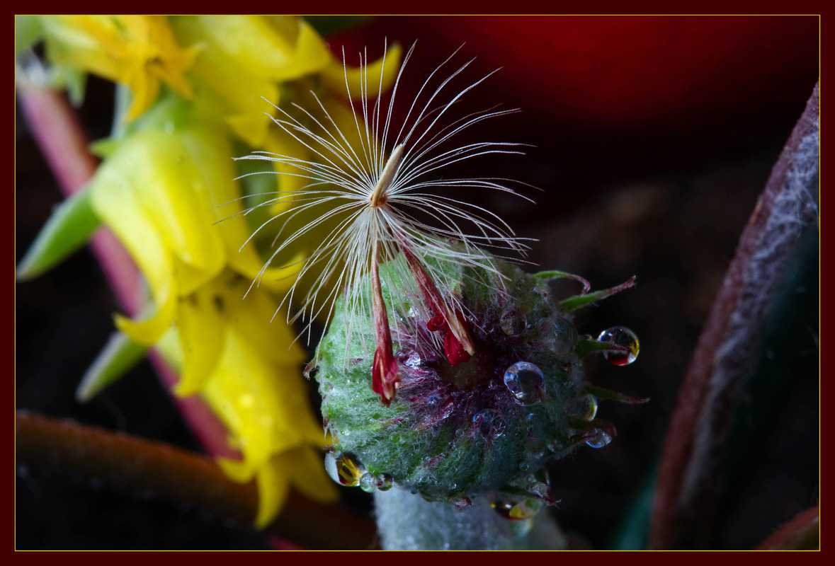 Blumenkind