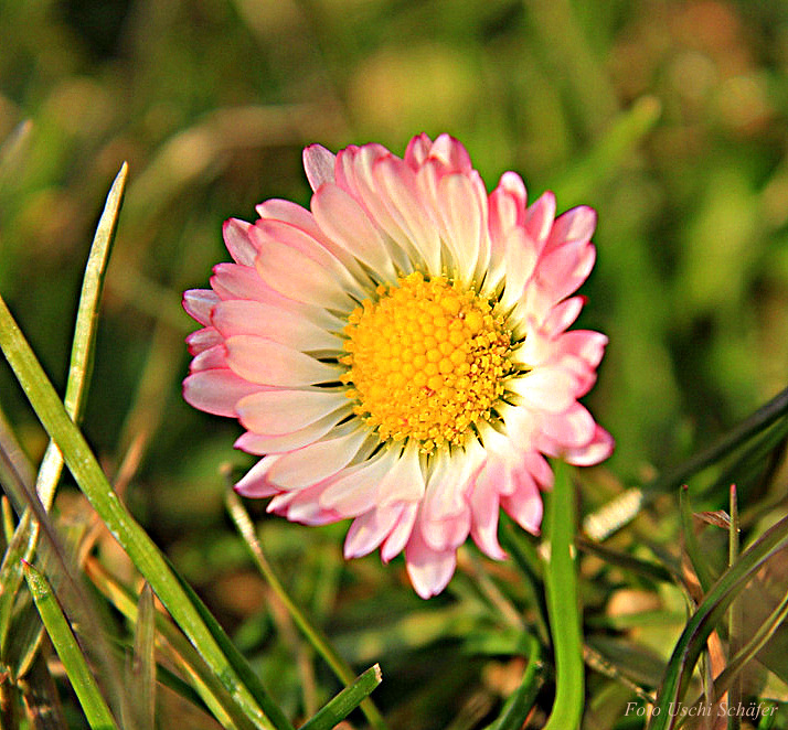 Gänseblümchen