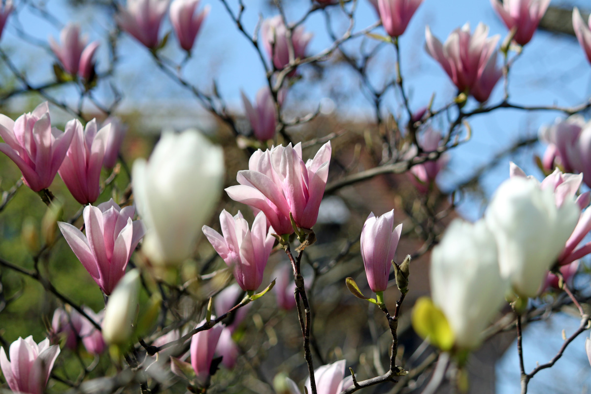 Magnolienbaum...