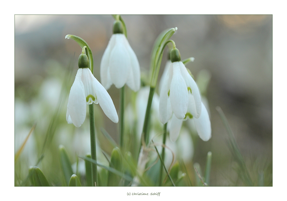Normale Schneeglöckchen...