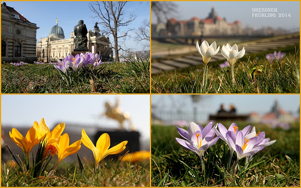 Dresdner Frühling 2014
