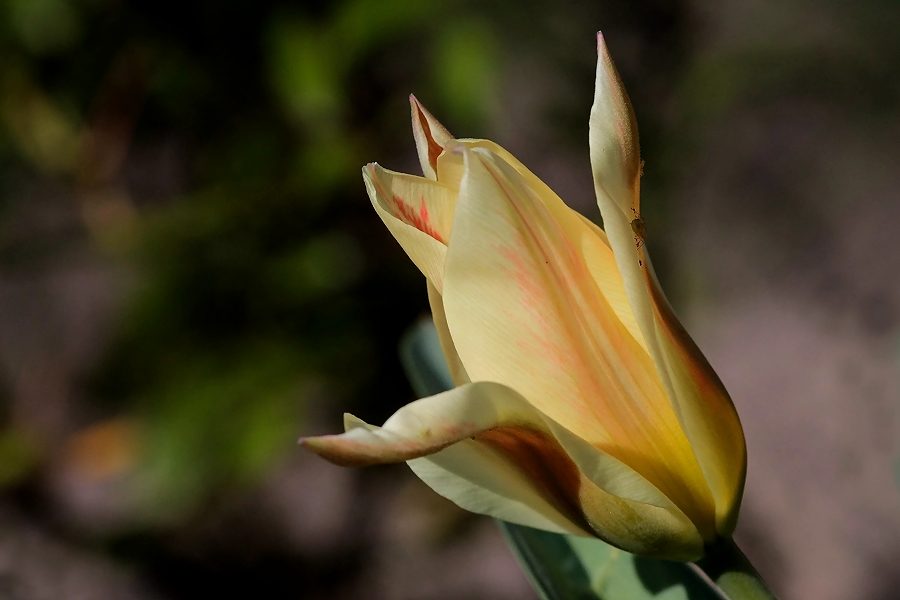 Erste Tulpe im Garten