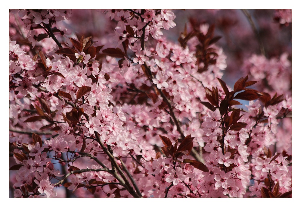 Frühlingsrausch im Garten 5