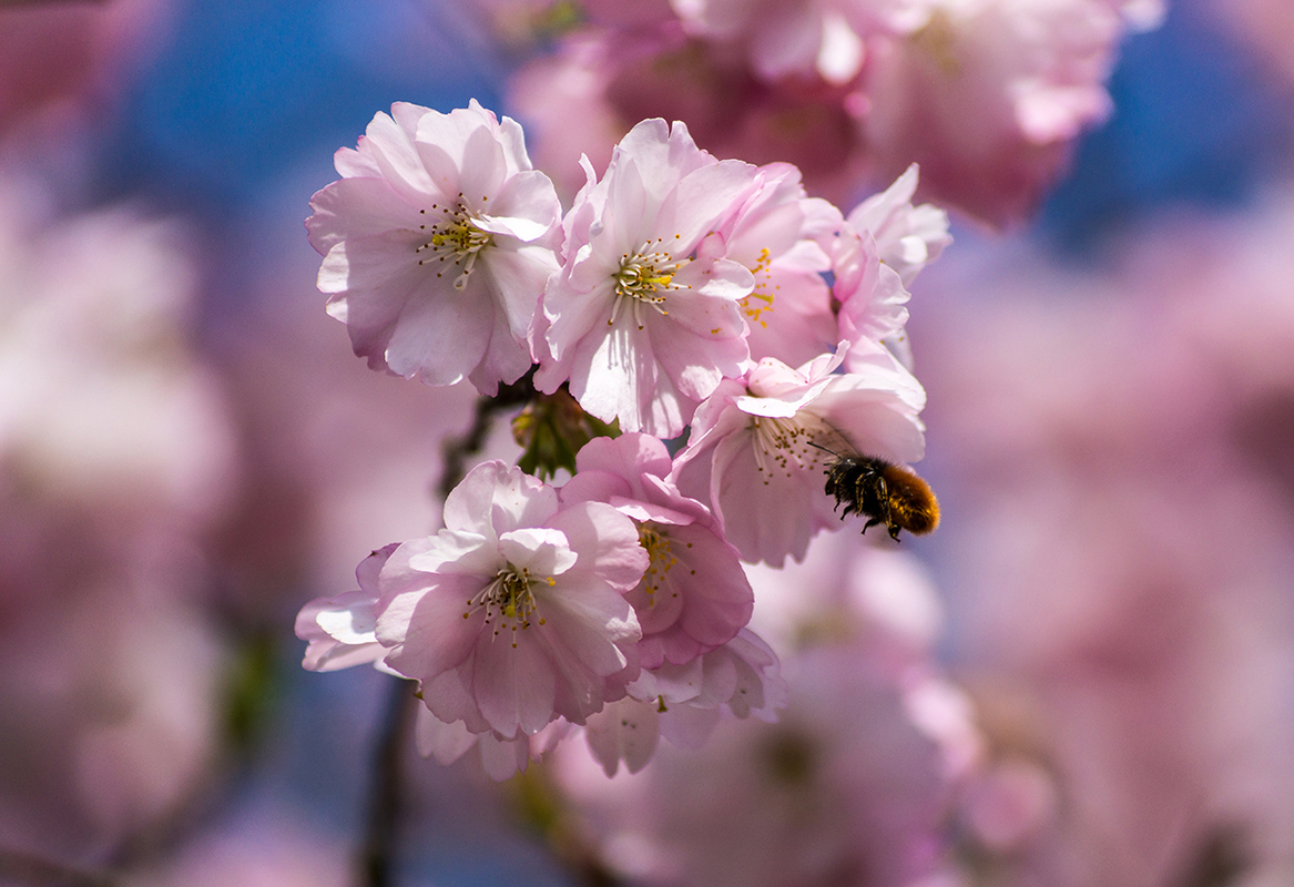 Kirschblüten im Frühjahr