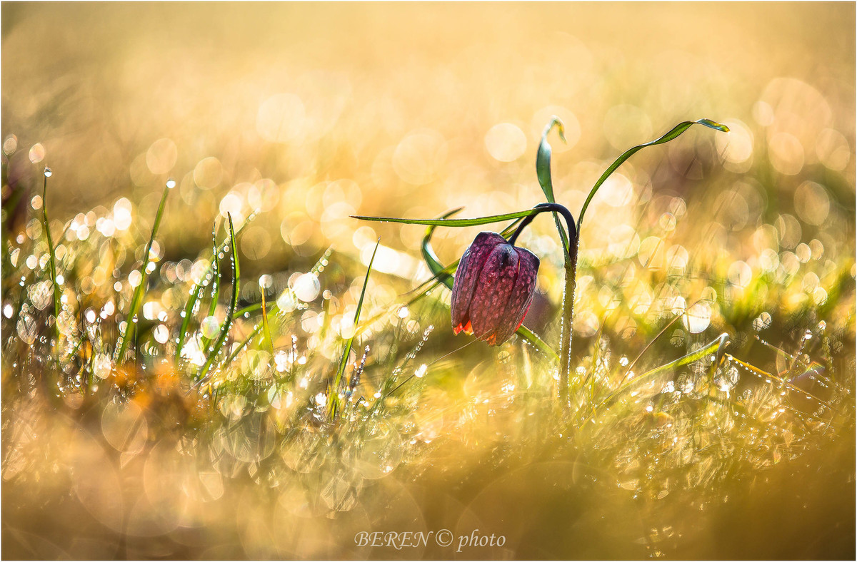 Schachblume