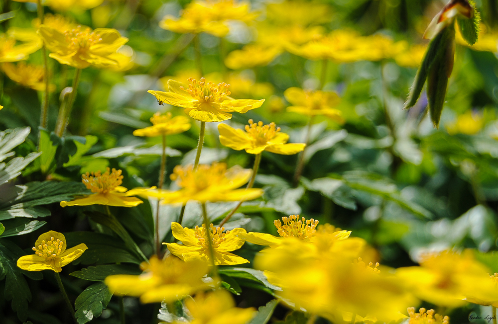 Frühling. 2