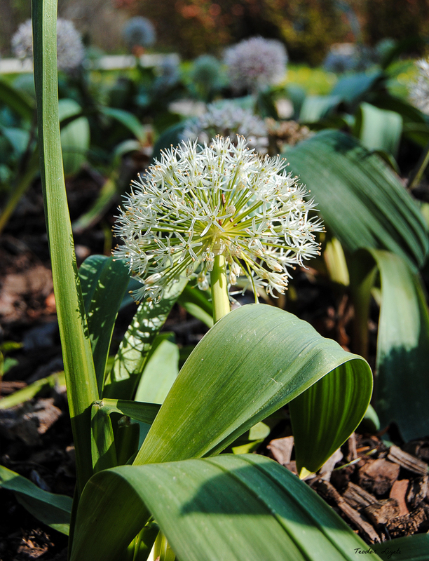Frühling. 3