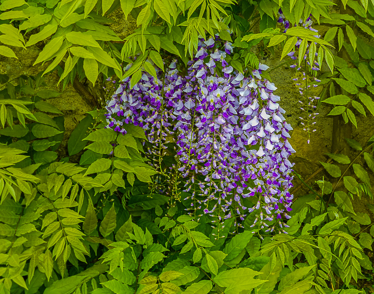 Frühling in Le Billat