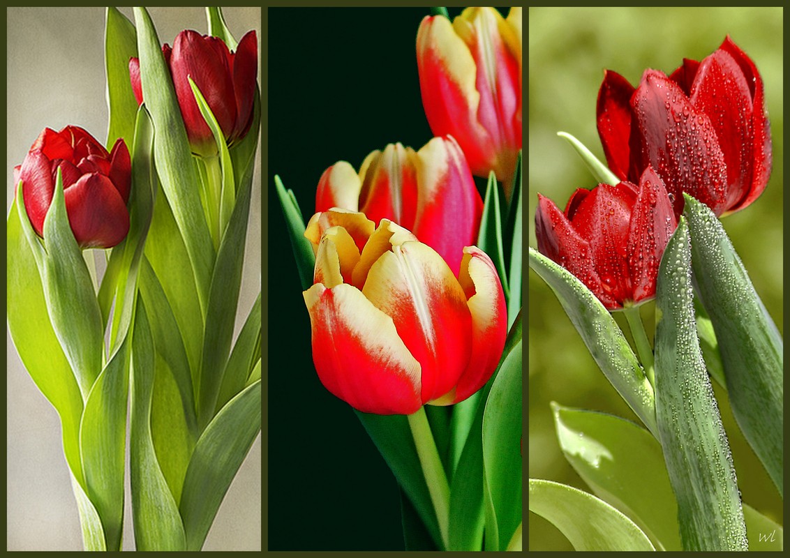 Tulpen