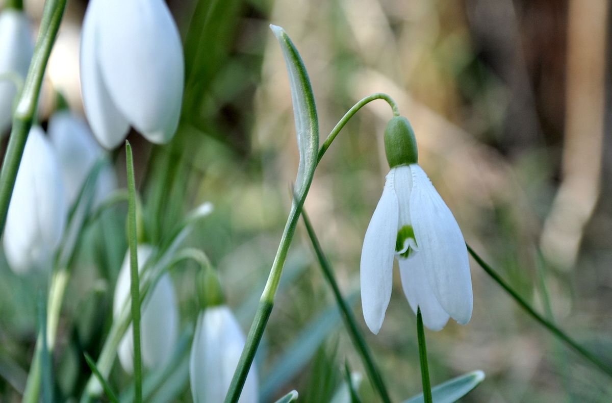 Schneeglöckchen