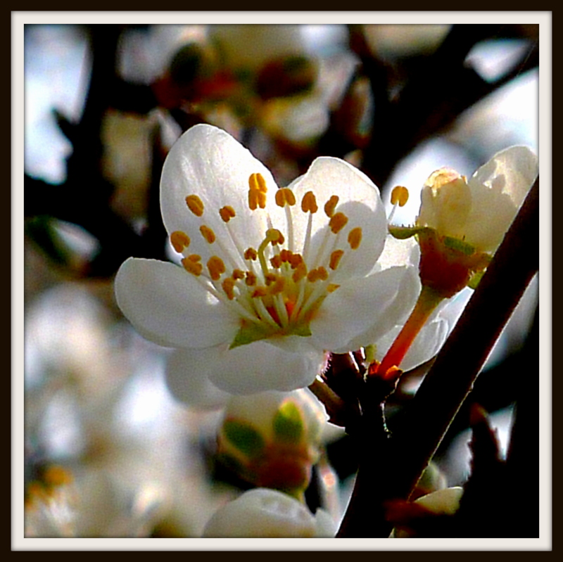 Frühling
