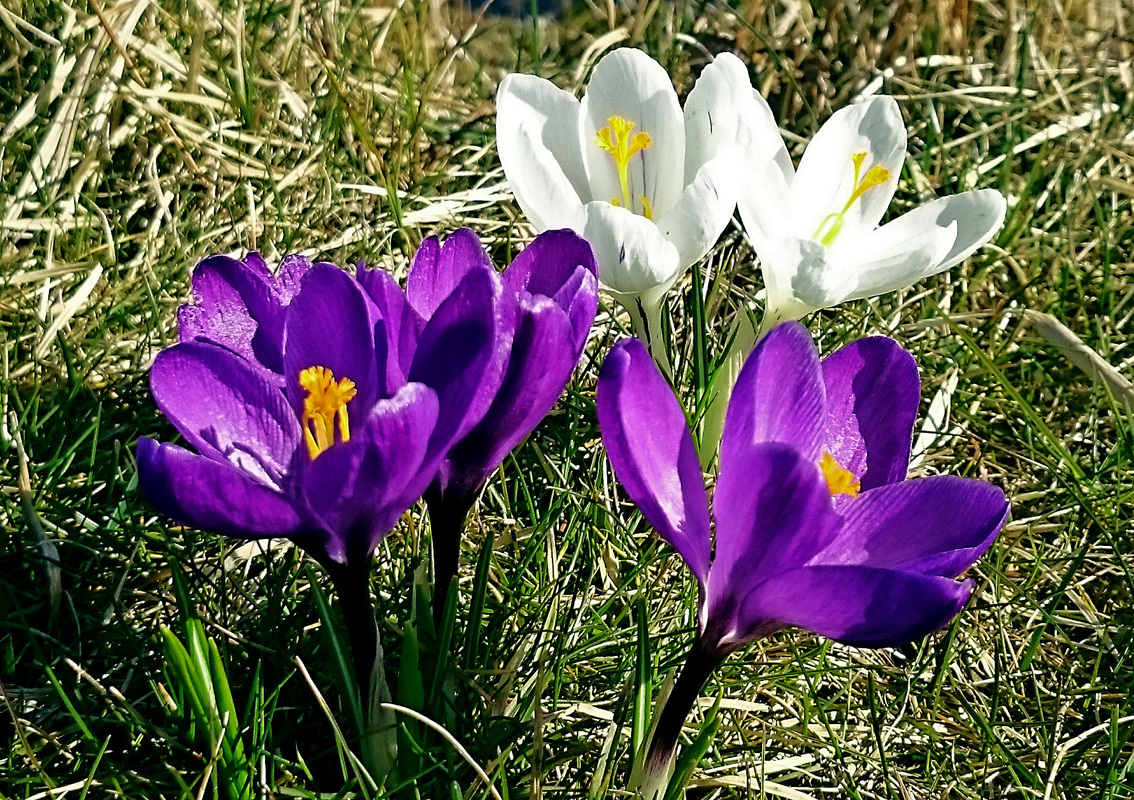 Krokus