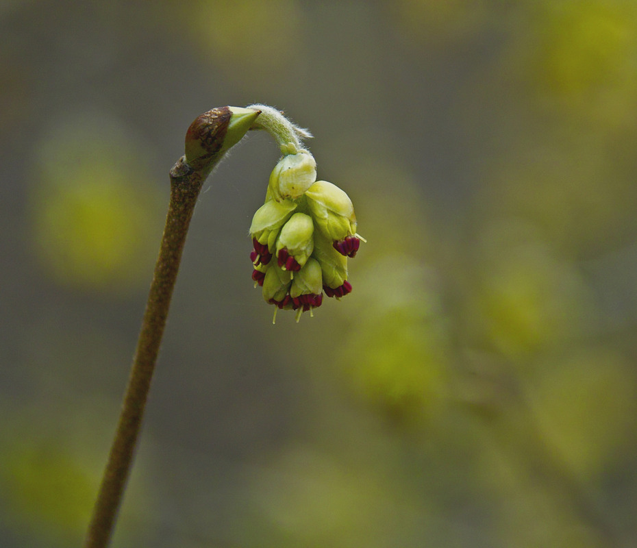der Frühling erwacht