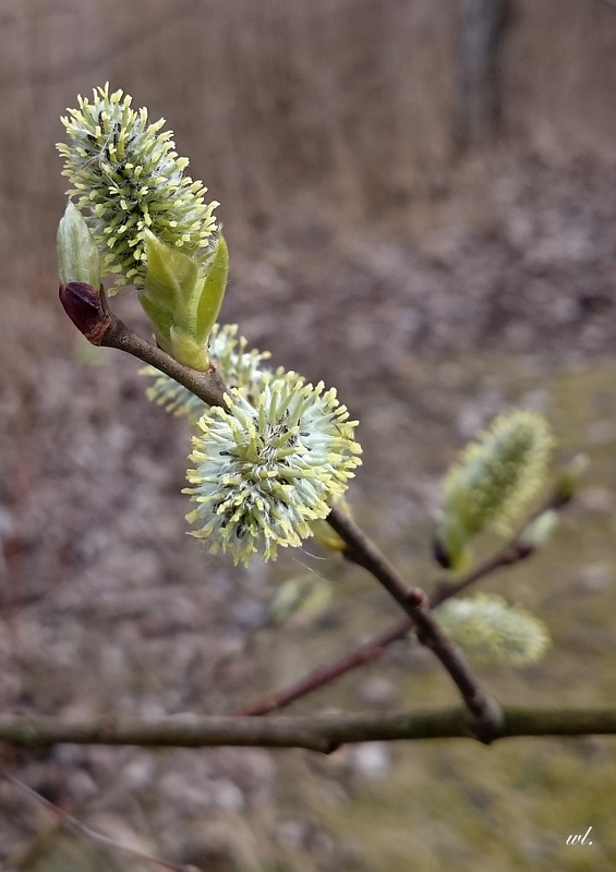 langsam wird es Frühling..